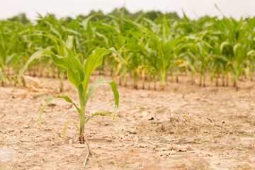 Corn Stalk Growing in a Louisiana Field