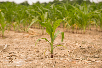 Corn Plants in a Louisiana Field