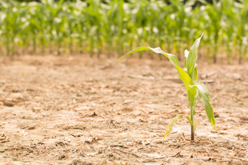 Corn Plants in a Louisiana Field