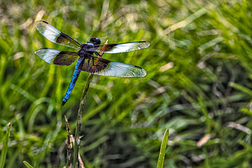 dragonfly on a leaf
