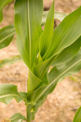 Corn Plants in a Louisiana Field
