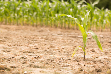 Corn Plants in a Louisiana Field