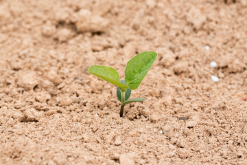 Soybean Seedlings Growing in a Louisiana Field