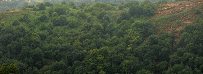 Panoramic forest landscape in Aveyron France