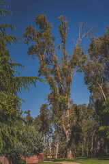 Giant Tress at Fahrens Park