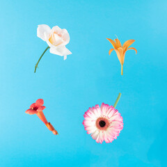 Colorful flower pattern made of white rose, gerbera daisy, yellow easter lilly and red erica versicolor on bright blue background. Closeup perspective, square frame.