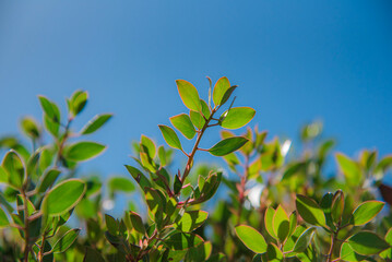 Fototapeta premium green leaves against blue sky