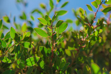 green leaves background