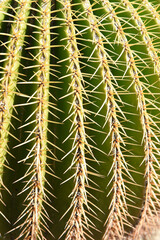 Closeup of the side of a Golden Barrel Cactus, a native plant of the Chihuahuan Desert of Mexico.