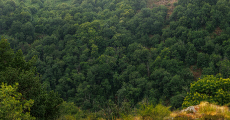 Panoramic forest landscape in Aveyron France