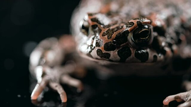 Wild frog blinks eyes, stirs nostrils, macro. Gorgeous ground toad close-up, night shot. Natterjack breathing and looking at camera. Dark background.