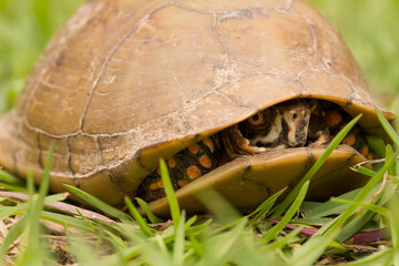 Box Turtle on Grass Closeup