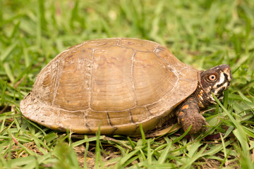 Box Turtle on Grass Closeup