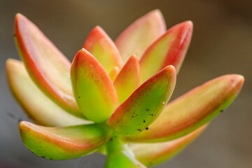 Fototapeta premium Sedum adolphi, Sedum nussbaumerianum, succulent plant