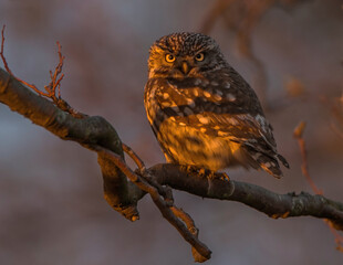 Little Owl 