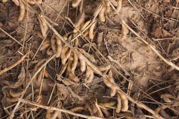 Soybeans Harvested in a Louisiana Field
