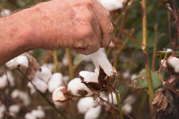 Cotton Boll in a Louisiana Field 