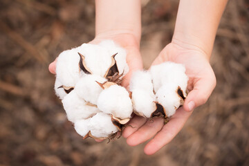 Hands holding Cotton Bowls in a Louisiana Field