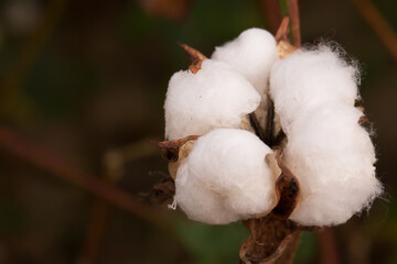 Cotton Boll in a Louisiana Field