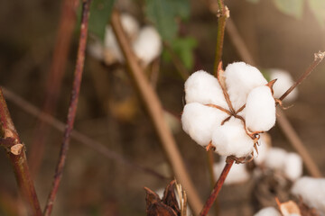 Cotton Bolls in a Louisiana Field
