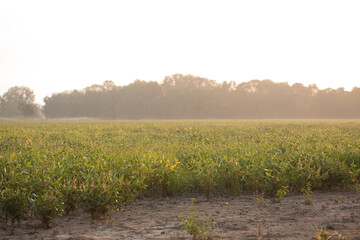Soybean Plants in a Louisiana Field