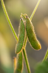Soybean Plants in a Louisiana Field