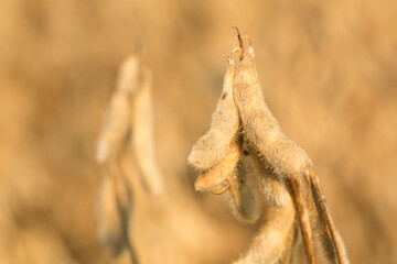 Dried Soybeans in a Louisiana Field