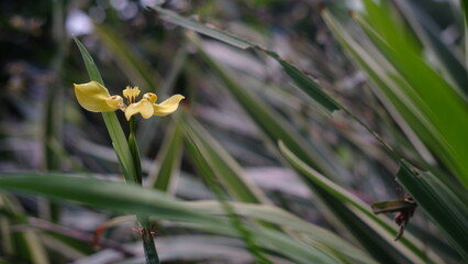 Trimezia known as walking iris, apostle's iris and apostle plant is a genus of flowering plants in the family Iridaceae, native to the warmer parts of southern Mexico, Central America and West Indies