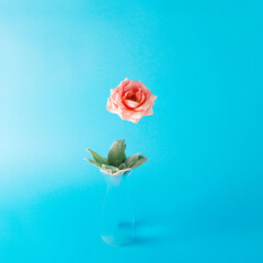 Red rose flower levitate above glass vase with lambs ear leaves on a bright blue background. Creative flower concept, square composition.