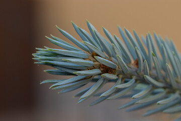 blue pine twigs close up