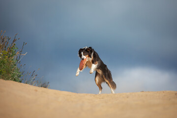 border collie catches a disc in a field against the sky