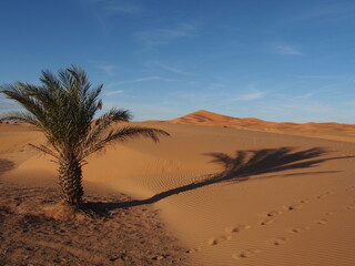 Fototapeta na wymiar Un palmier émerge des dunes dans le désert marocain du Sahara