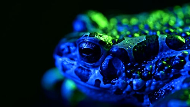 Blue ground toad close-up, night shot under led color light. Natterjack breathing and looking at camera. Amazing frog blinks eyes, stirs nostrils, macro footage. Dark background.