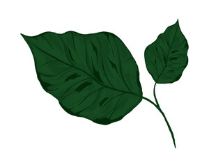 leaf nature botanical