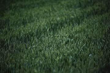 Wheat field on a cloudy day. Green ears of wheat