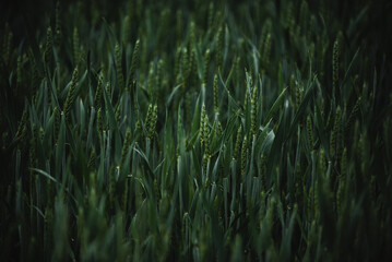 Wheat field on a cloudy day. Green ears of wheat