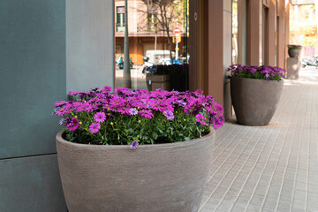 Plants, flowers planter at the entrance of stores. Vintage exterior look of facade