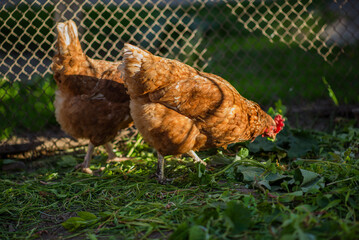Chickens on a farm with a blurred background in the rays of the setting sun