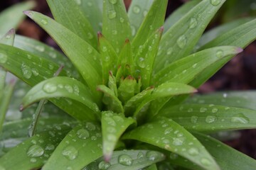 Raindrops on a Flower Green Leaf Petal