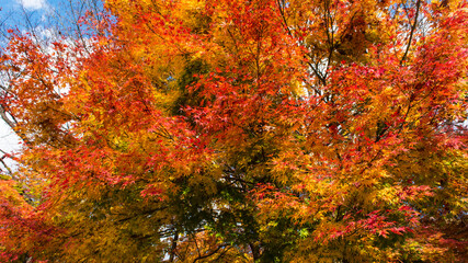 Autumn leaves maple gradient beautiful landscape background material maple picking　紅葉　もみじ　グラデーション　きれいな風景　背景素材　もみじ狩り