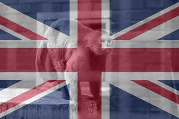 Fototapeta premium Monkeypox virus. Great Britain flag background. Epidemic concept. Virus transmitted to humans from animals. Monkeys infect people. Quarantine. pandemic. Pox. Kill. Medical. Europe. Epidemic. England