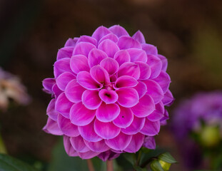 pink dahlia in my garden in summer