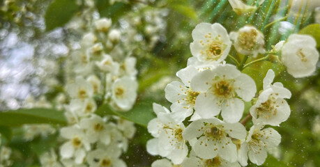 Branch of blossoming bird cherry tree on a on a green background -facebook cover photos facebook