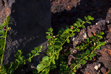 View of Capers plant