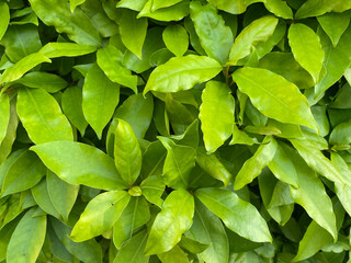 Naklejka na ściany i meble Natural green background from the leaves of a young laurel tree