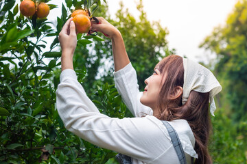Young woman ardener is dress for harvest gardening organic orange tree and uses scissors to cut the...