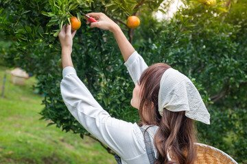 Closeup of Young woman ardener is dress with basket for harvest gardening organic orange tree and...