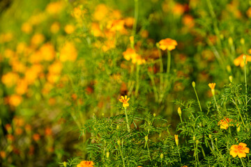 Natural background with orange marigold flowers