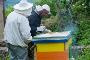 Two beekeepers inspect bee hives in the apiary and smoke them with a smoker to calm them down on summer morning. Beekeeping concept