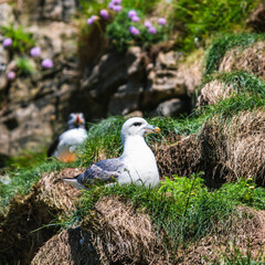 Northern Fulmar, Fulmarus glacialis from Puffin Cove, Drumhollistan, Scotland